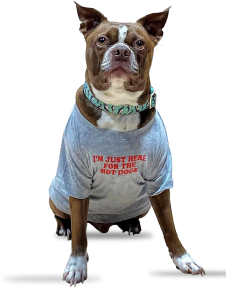 Duke the dog